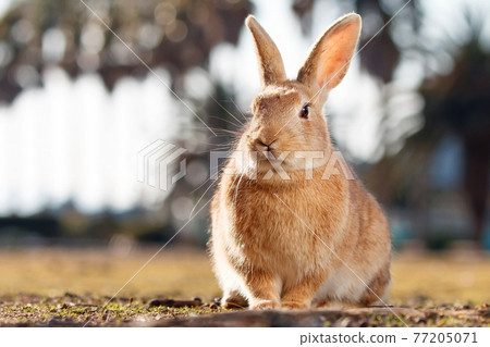 Rabbit of Okunojima Rabbit of Okunojima 77205071