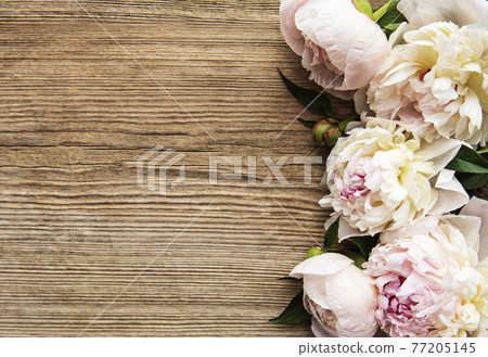 Pink peony flowers as a border 77205145