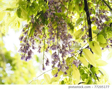 Fuji no Satoyama wisteria wisteria wisteria 77205177
