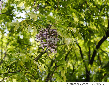 Fuji no Satoyama wisteria wisteria wisteria 77205179