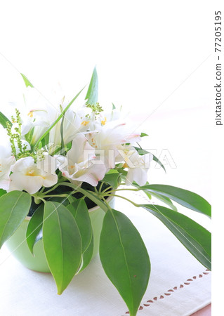 白花安排 77205195