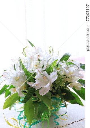 白花安排 77205197