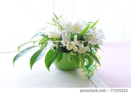 白花安排 77205201