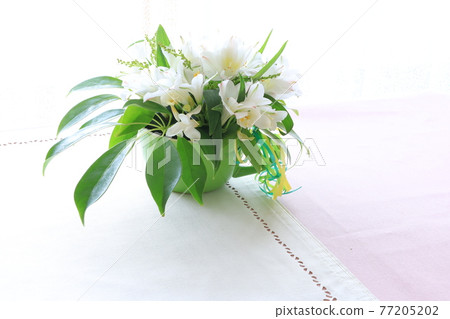 白花安排 77205202