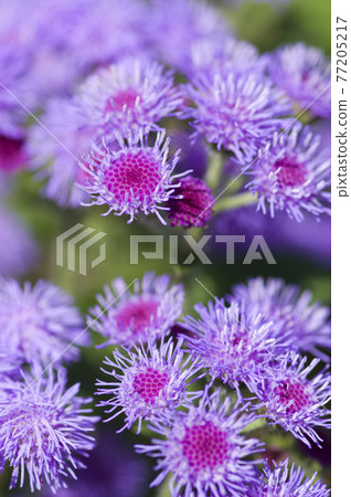 Ageratum 的紫色花朵盛開。學名是Ageratum。 77205217