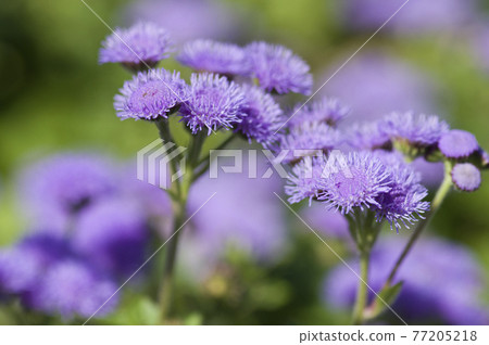 Ageratum 的紫色花朵盛開。學名是Ageratum。 Ageratum 的紫色花朵盛開。學名是Ageratum。 77205218