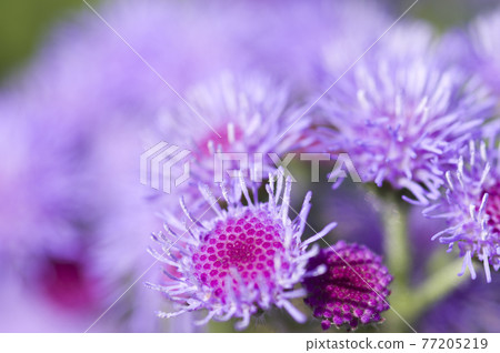 The purple flowers of Ageratum are in bloom. The scientific name is Ageratum. 77205219