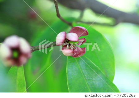 Safflower Tang dynasty flower (Safflower Magnolia figo) Safflower Tang dynasty flower (Safflower Magnolia figo) 77205262