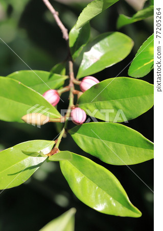 紅花 唐代花 (Safflower Magnolia figo) 77205264