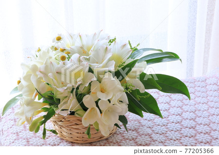 白花安排 白花安排 77205366