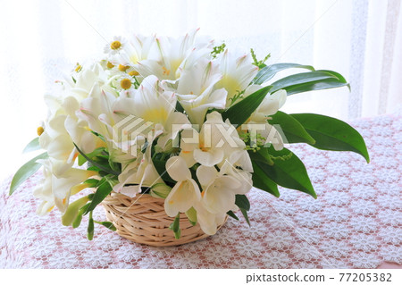 白花安排 77205382