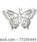 蝴蝶 77205449