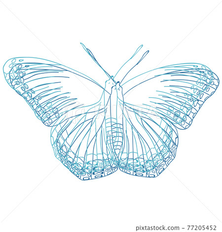 蝴蝶 蝴蝶 77205452