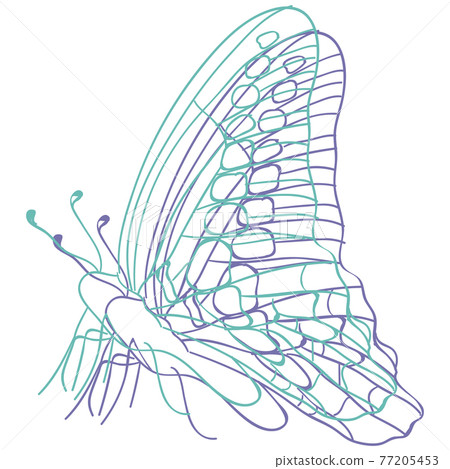 蝴蝶 蝴蝶 77205453