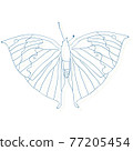 蝴蝶 77205454
