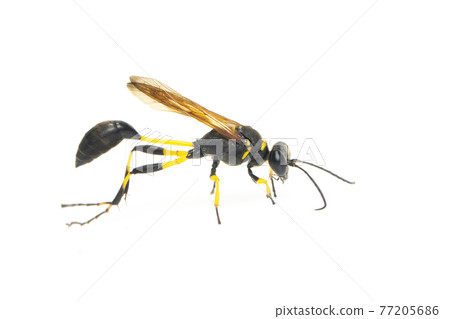 Image of mud dauber wasp(Sphecidae) isolated on white background. Insect. Animal. 77205686