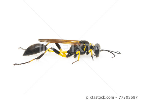 Image of mud dauber wasp(Sphecidae) isolated on white background. Insect. Animal. 77205687