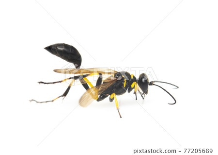 Image of mud dauber wasp(Sphecidae) isolated on white background. Insect. Animal. Image of mud dauber wasp(Sphecidae) isolated on white background. Insect. Animal. 77205689
