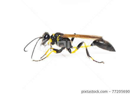 Image of mud dauber wasp(Sphecidae) isolated on white background. Insect. Animal. Image of mud dauber wasp(Sphecidae) isolated on white background. Insect. Animal. 77205690