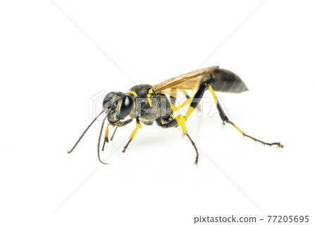 Image of mud dauber wasp(Sphecidae) isolated on white background. Insect. Animal. 77205695