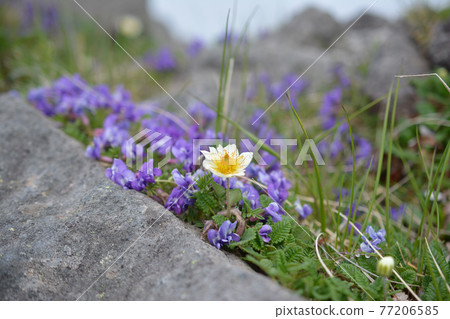 信州、長野縣奇野市、八岳、橫岳高山植物、Clitoria ternatea、Oxytropis japonicum。 77206585
