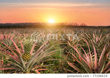 Agricultural occupation pineapple fruit on tree in plantation at Thailand. 77206619