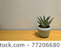 Aloe vera flower in a pot on a wooden table. Gray smooth wall background. 77206680