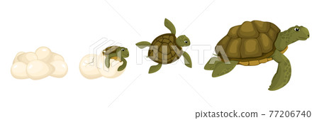 Turtle Life Cycle Set 77206740