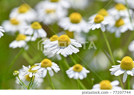 German Chamomile German Chamomile 77207744
