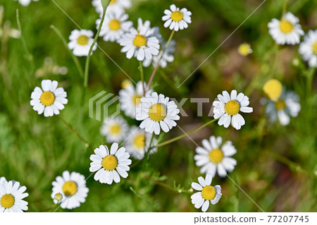 German Chamomile German Chamomile 77207745