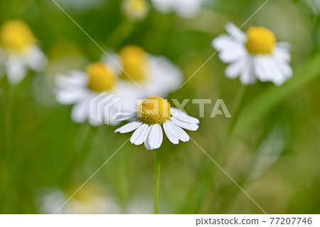 German Chamomile German Chamomile 77207746