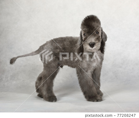 how much are bedlington terrier puppies