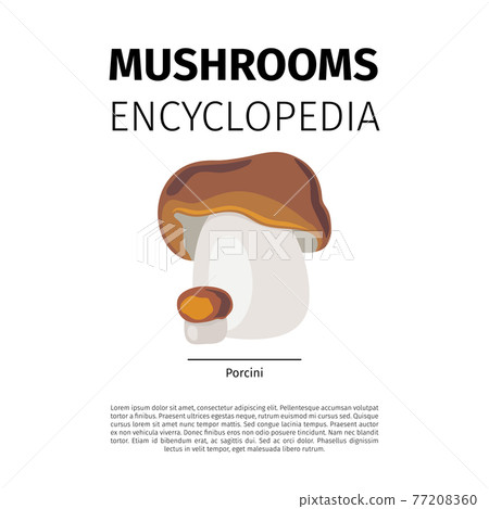 Porcini mushroom illustration 77208360