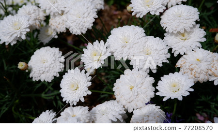 Photo of white flowers that can be used for commercial purposes Photo of white flowers that can be used for commercial purposes 77208570