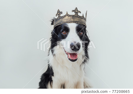 Cute puppy dog with funny face border collie wearing king crown isolated on white background. Funny dog portrait in royal costume in carnival or halloween. Dog lord wizard or prince, dog power theme. 77208665