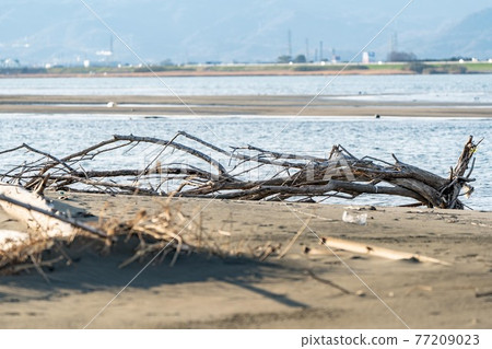 Yoshino River and driftwood Yoshino River and driftwood 77209023