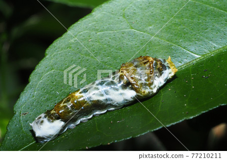 Caterpillar larvae Caterpillar larvae 77210211