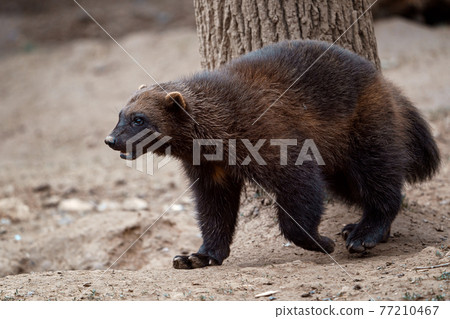 Siberian wolverine Gulo Gulo in nature Siberian wolverine Gulo Gulo in nature 77210467