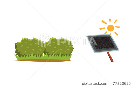 Tea Industry Production Set, Picking and Drying of Tea Vector Illustration 77210633