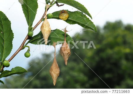 Otorinofundamashi (female) perching on a tea tree and 3 egg sac 77211663