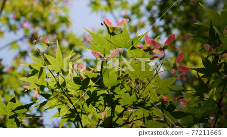 Autumn leaves 77211665