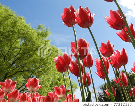 Tulip Tulip 77212153