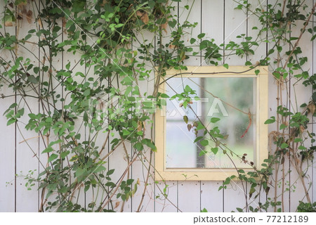 Plants that wrap around the white wall Plants that wrap around the white wall 77212189