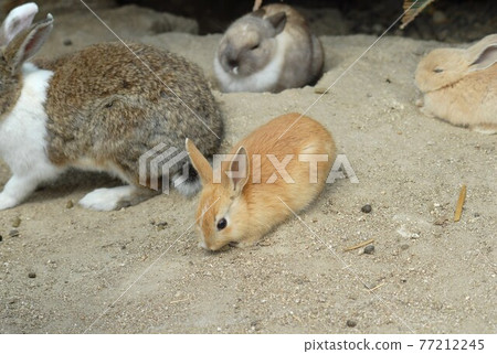 Rabbit Rabbit 77212245