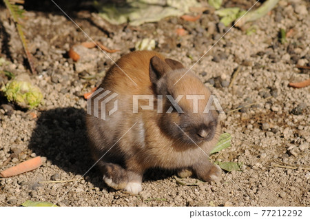 一隻兔子 77212292