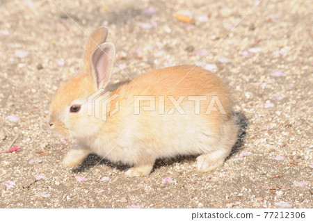 Rabbit  77212306