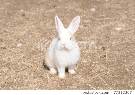 Rabbit  77212307