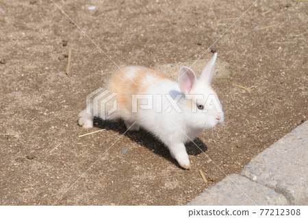 Rabbit  77212308