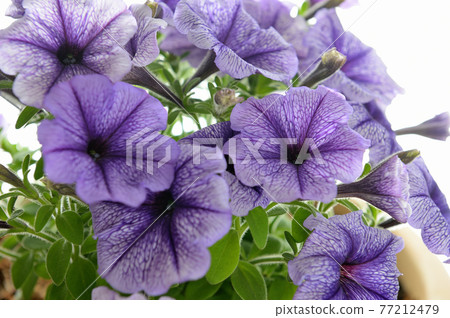 矮牽牛盆花 矮牽牛盆花 77212479