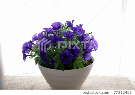 Petunia potted flowers 77212491